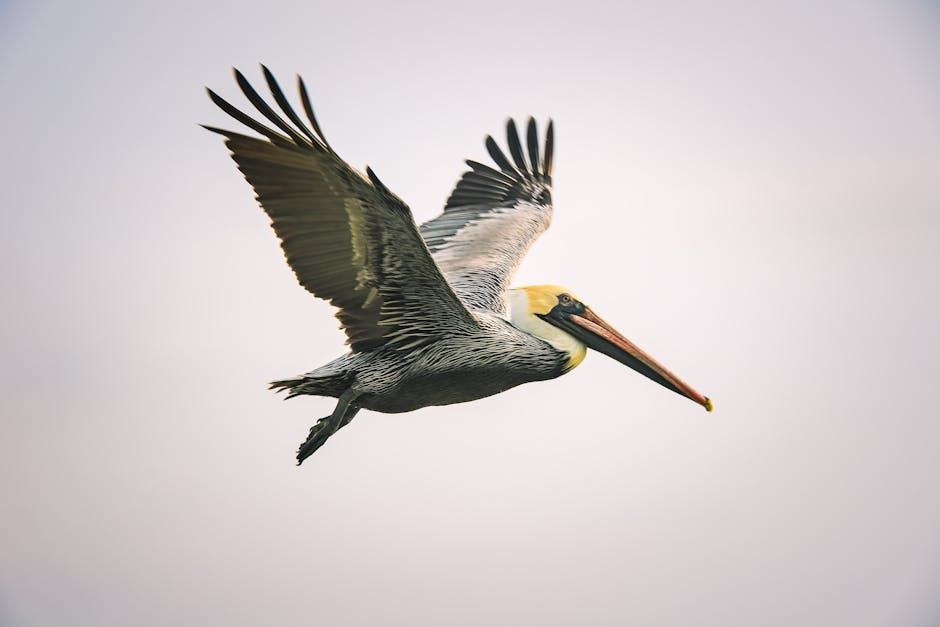 Pelican