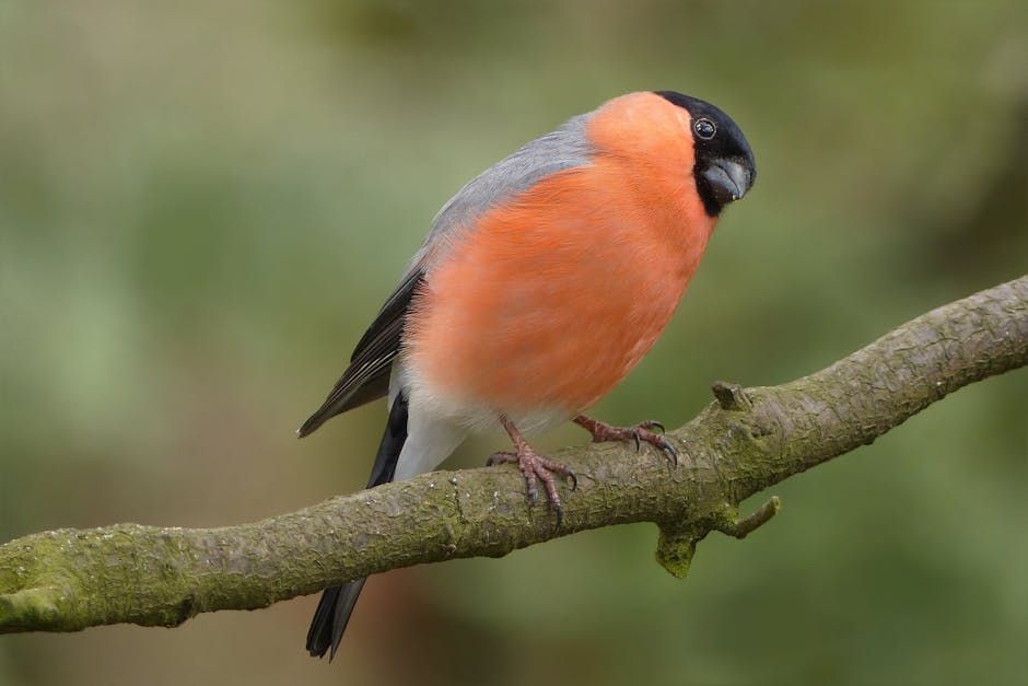 Bullfinch