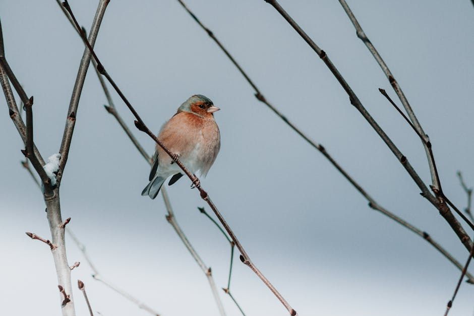 Chaffinch