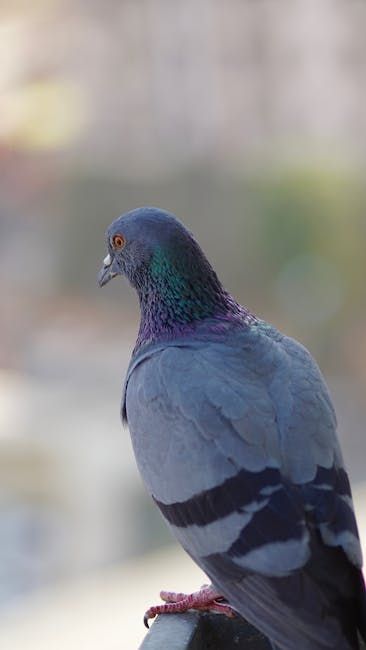 Pigeon