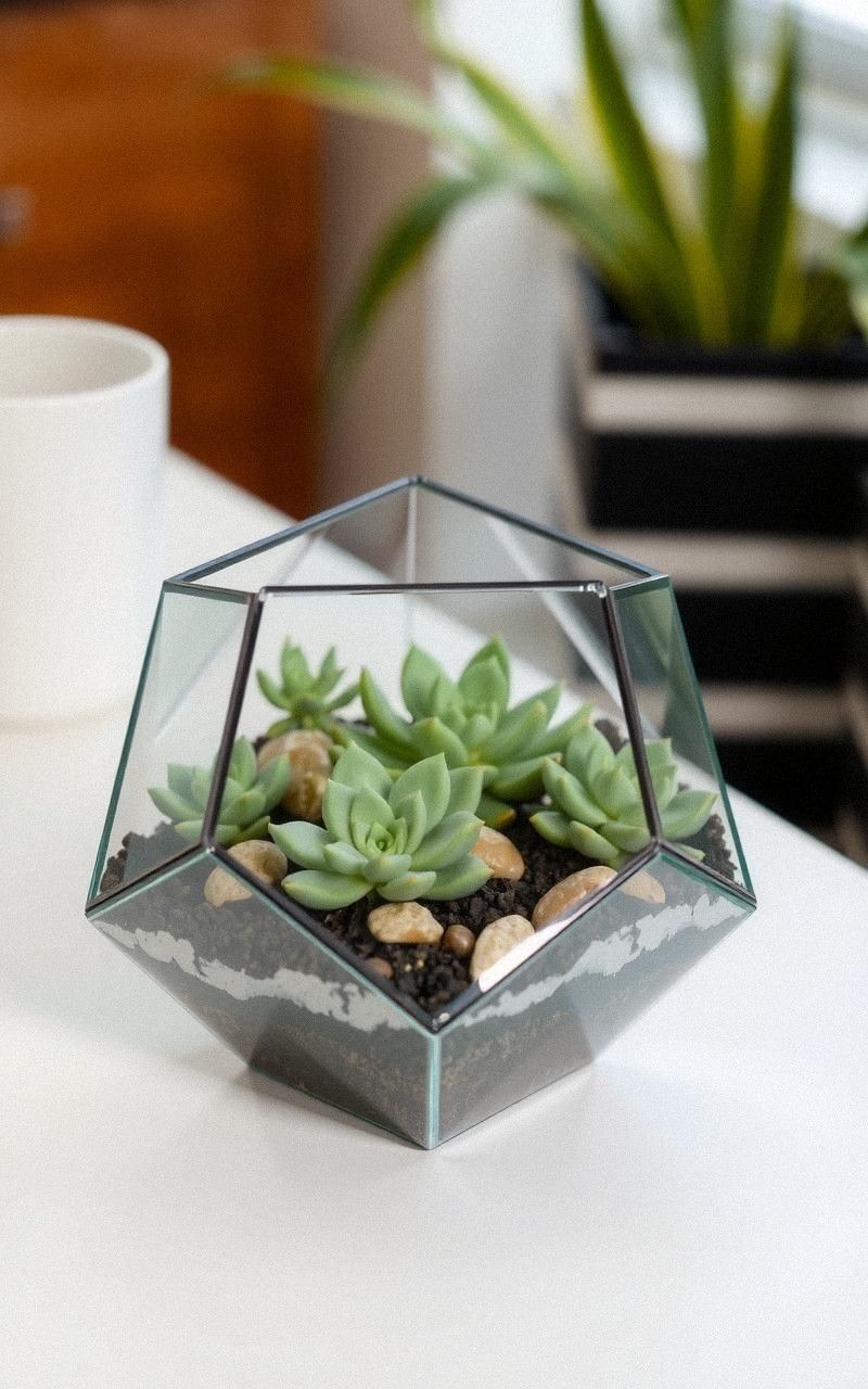 Modern Geometric Glass Terrarium With Mixed Succulents