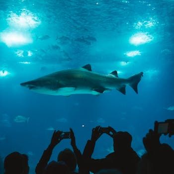 Role of Router Firmware in Packet Capturing