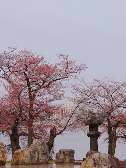 National Arboretum: wide collections and cherry walks