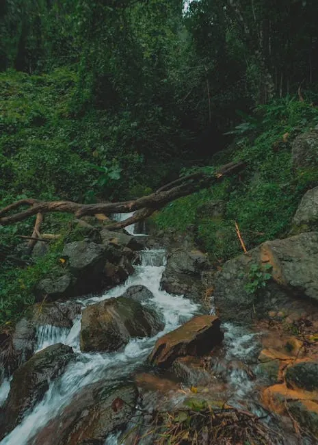 Rock Creek Park trails with scattered cherry groves