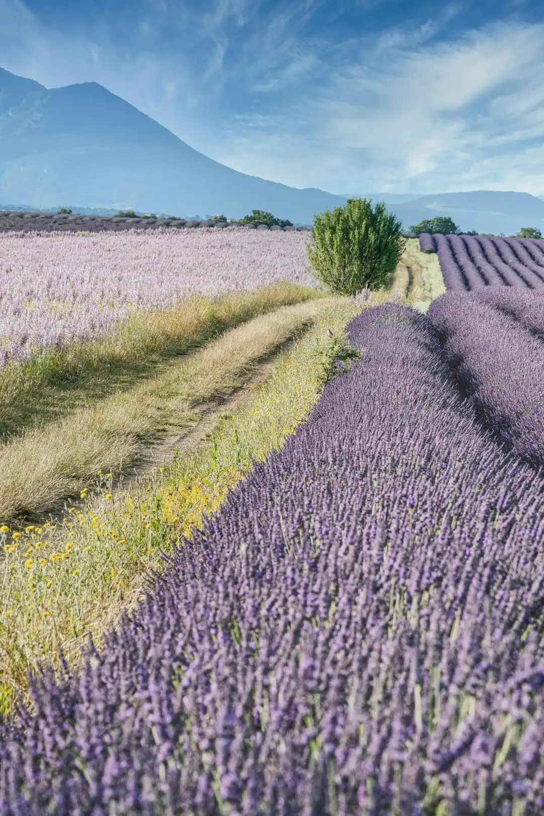 Lavender lanes around Bonnieux in Luberon