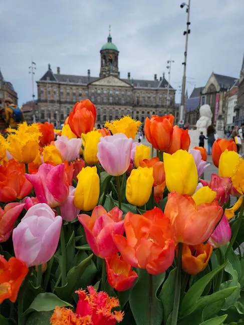 Amsterdam Tulip Festival: city bulbs across canals