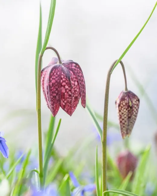 Anna Paulowna fields: North Holland color lanes