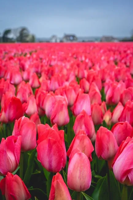 Bollenstreek bulb fields: cycling the flower strip