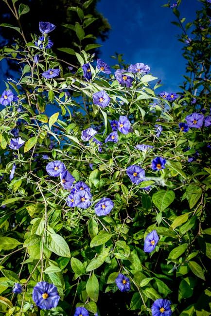 Hortus Botanicus Leiden: bulbs in a university garden