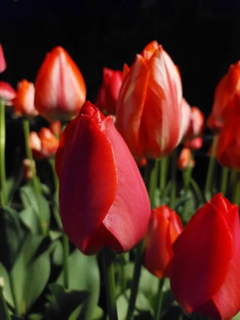 Hortus Bulborum in Limmen: living bulb archive