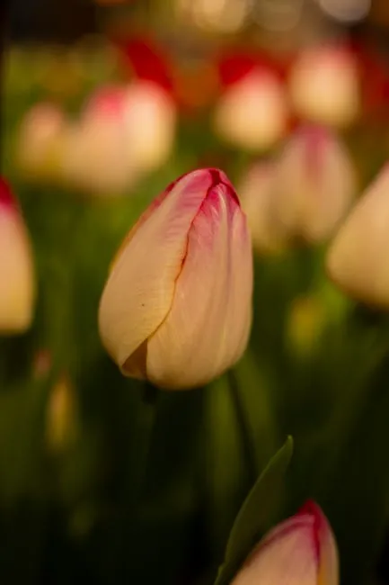 Keukenhof windmill viewpoint: elevated bulb panoramas